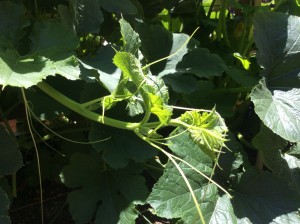 Spaghetti Squash vine tip